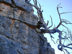 Widdringtonia wallichii