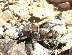 Hetrodes pupus