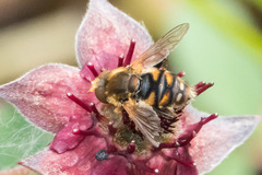 Parhelophilus obsoletus