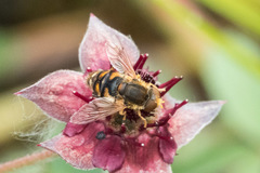 Parhelophilus obsoletus