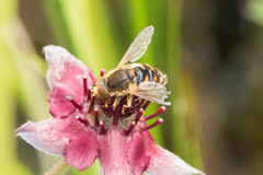 Parhelophilus obsoletus