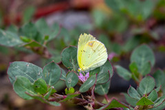 Pyrisitia lisa euterpe