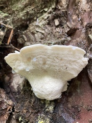 Calcipostia guttulata