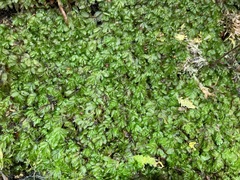 Hymenophyllum minimum