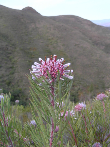 Robertson Vexator (Vexatorella latebrosa)