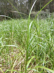 Bolboschoenus fluviatilis