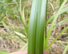 Bolboschoenus fluviatilis