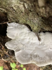 Calcipostia guttulata