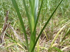 Bolboschoenus fluviatilis