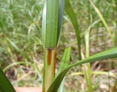 Bolboschoenus fluviatilis