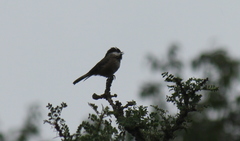 Poecile hypermelaenus