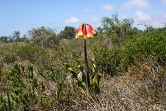 Cyrtanthus obliquus