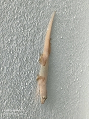 Hemidactylus platyurus