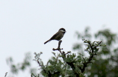 Poecile hypermelaenus