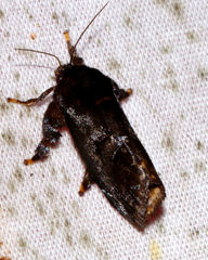 Phocoderma velutina