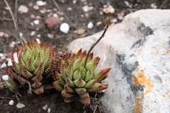 Haworthiopsis fasciata