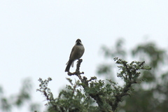 Poecile hypermelaenus