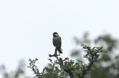 Poecile hypermelaenus