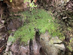 Hymenophyllum minimum