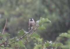 Poecile hypermelaenus