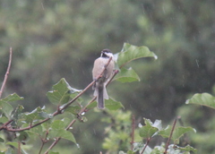 Poecile hypermelaenus
