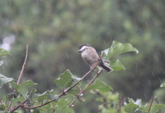 Poecile hypermelaenus