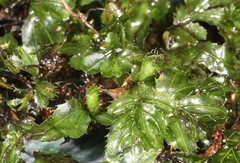 Hymenophyllum minimum