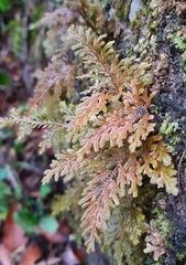 Selaginella delicatula