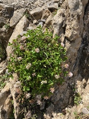 Trifolium thalii