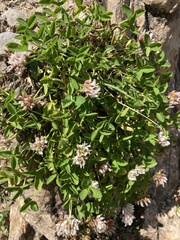 Trifolium thalii
