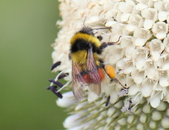 Bombus