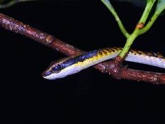Dendrelaphis striatus