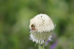 Bombus