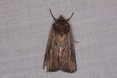 Ectopatria neuroides