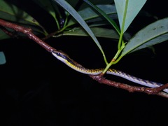 Dendrelaphis striatus
