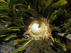 Protea cryophila