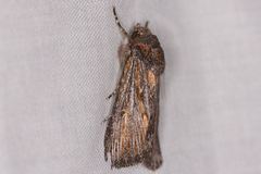 Ectopatria neuroides