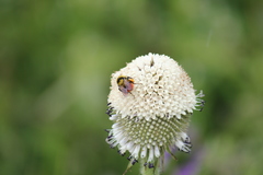 Bombus