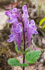 Scutellaria indica