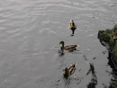 Anas platyrhynchos