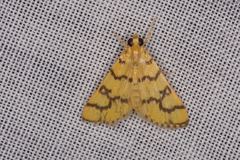 Glycythyma leonina