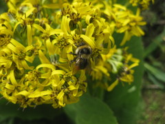 Bombus