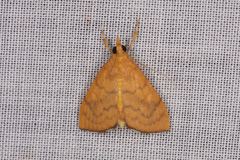 Hyalobathra brevialis