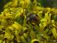 Bombus