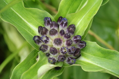 Gentiana