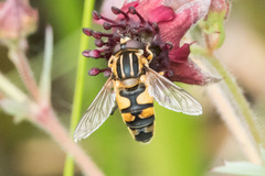 Helophilus neoaffinis
