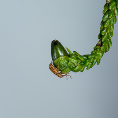 Rhinorhynchus rufulus