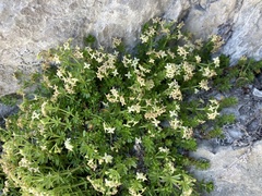 Galium megalospermum