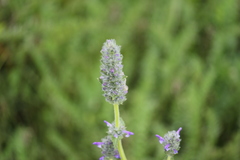 Lamiaceae