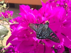 Phocides urania urania